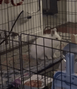 Taurenis izlien no kūniņas